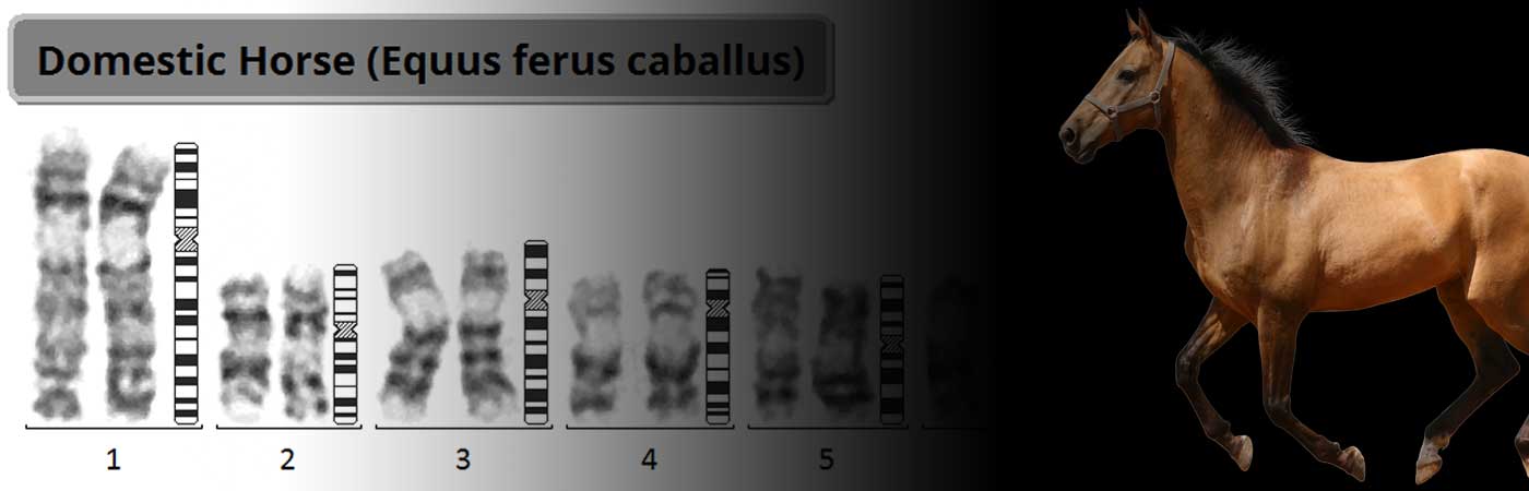 Karyotyping of Non-Human Chromosomes